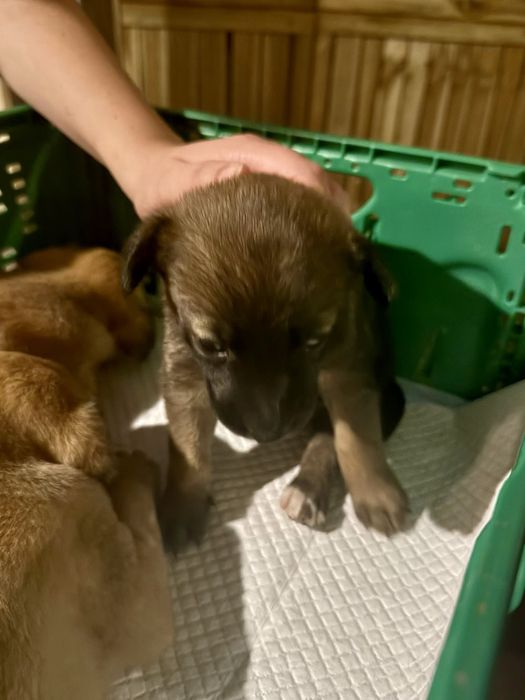 Cãezinhos bebés para adoção responsável