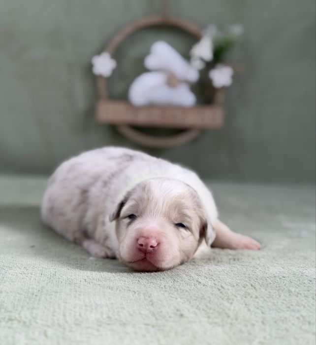 Border collie suczka lilac merle
