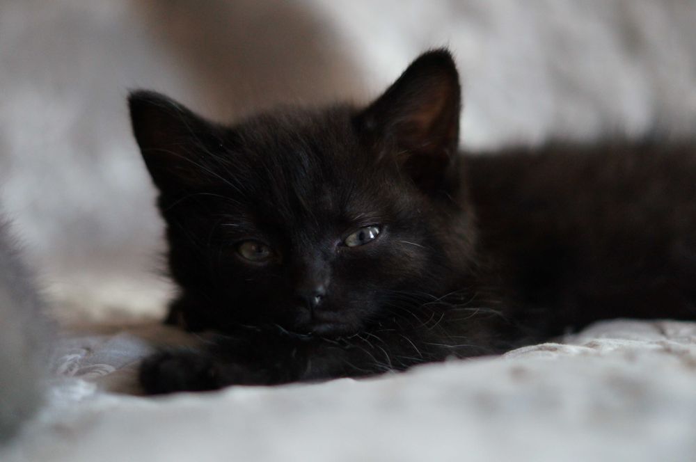 Котёнок девочка ищет добрых людей