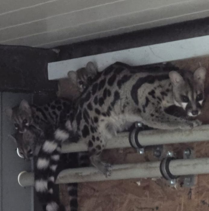 Żeneta lamparcia (Genetta maculata)