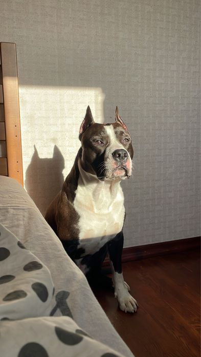 Амстафф КСУ шукає подругу для случки