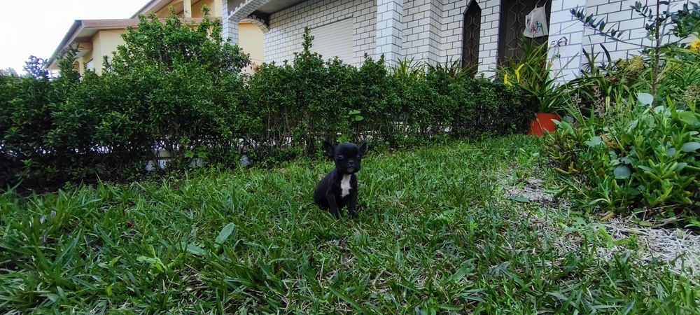 Bulldog francês criado em ambiente familiar disponível para entrega im