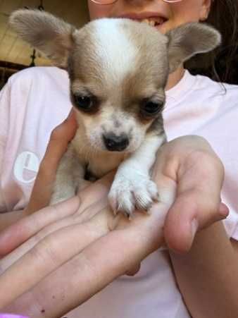 Chihuahua suczki pieski