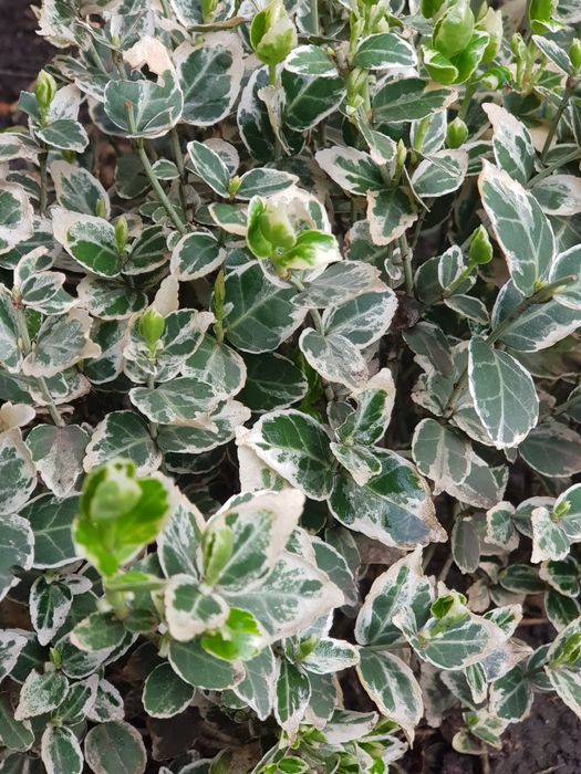 Садові квіти #  кустарники