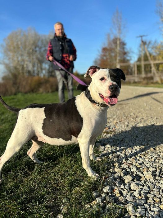Do adopcji Piratka, suczka w typie amstaffa, TTB Poznań