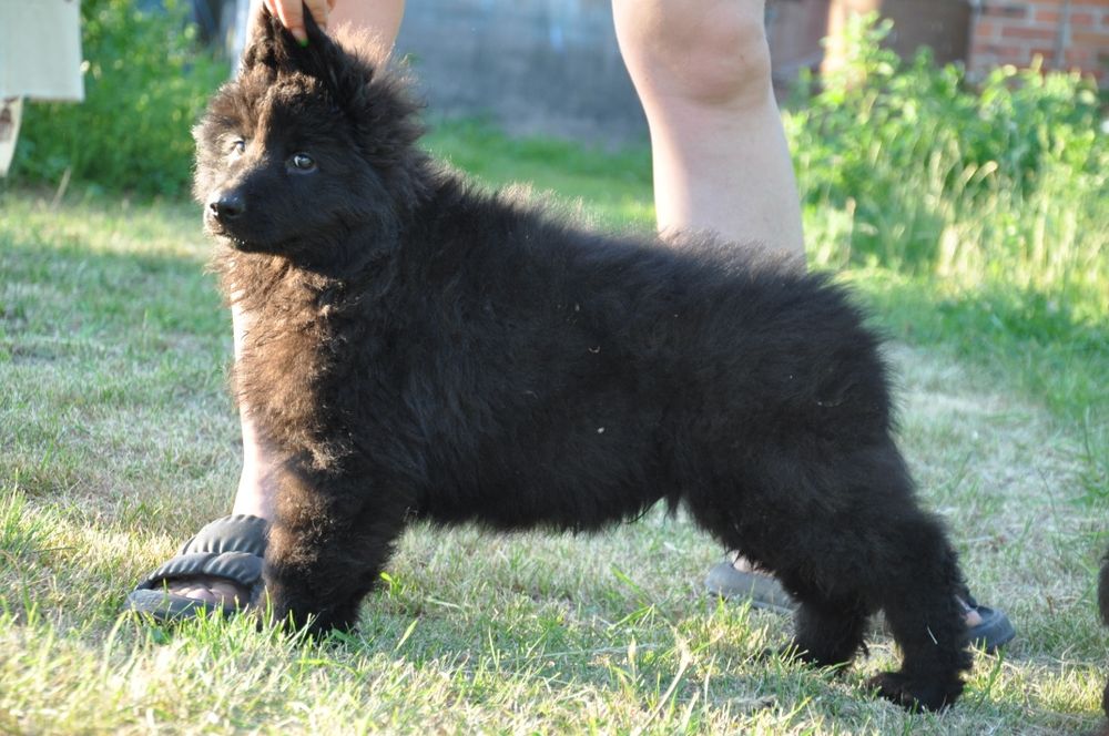 Чорна німецька вівчарка хлопчики та дівчинка