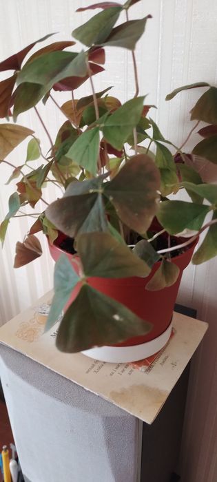 Продам  вазон  оксалис