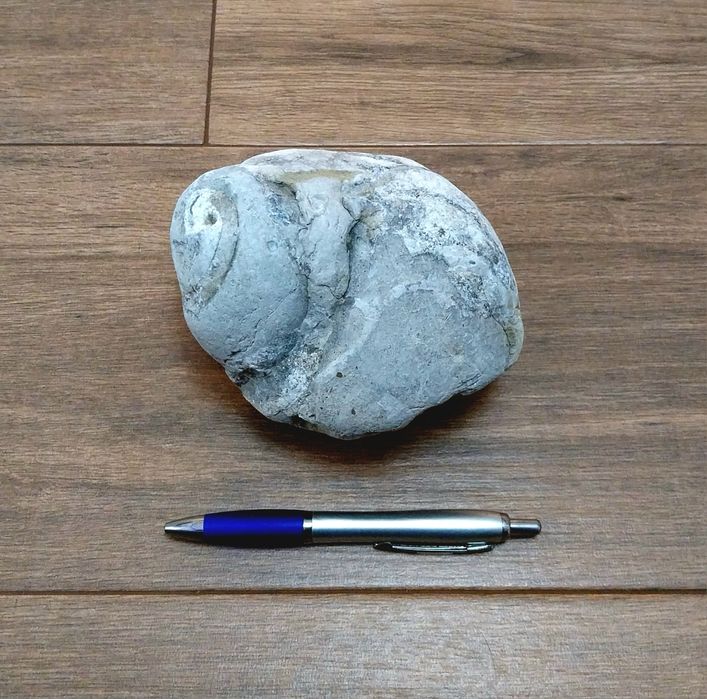 Fóssil de gasterópode do Jurássico Superior (145/163 milhões de anos)