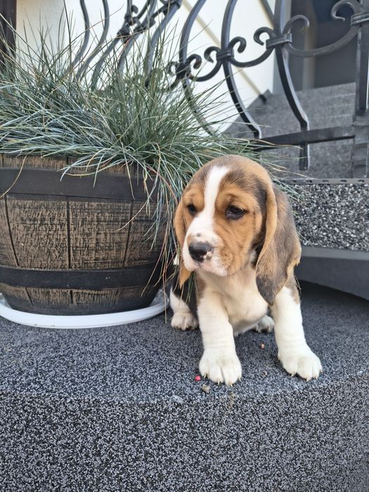 Beagle szczenięta