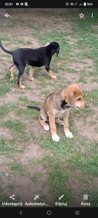 Oddam dwie suczki w dobre ręce.
