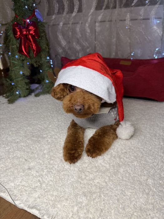 Ред браун дівчинка пудель