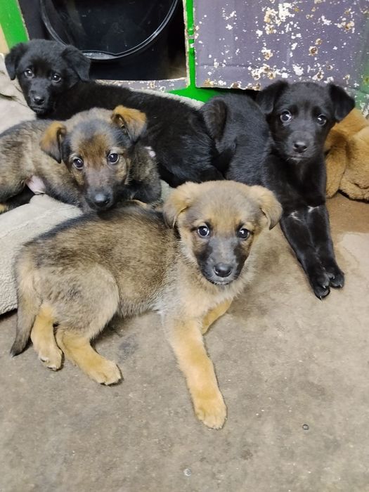 Віддамо цуценят  вівчарки