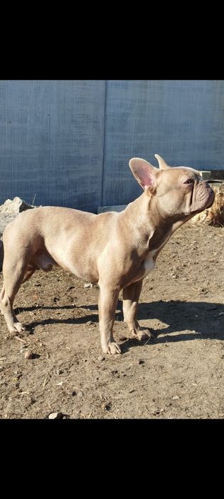 Французький бульдог в'язка.