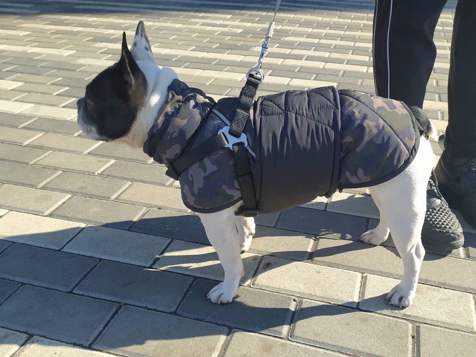 Зимняя одежда безрукавка,попона,куртка,жилет для маленьких собак.