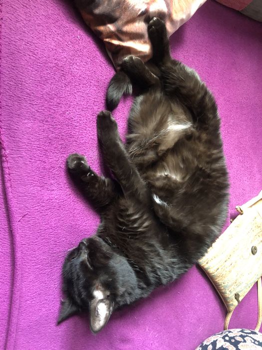 Śliczna Fasolka PILNIE szuka domku!