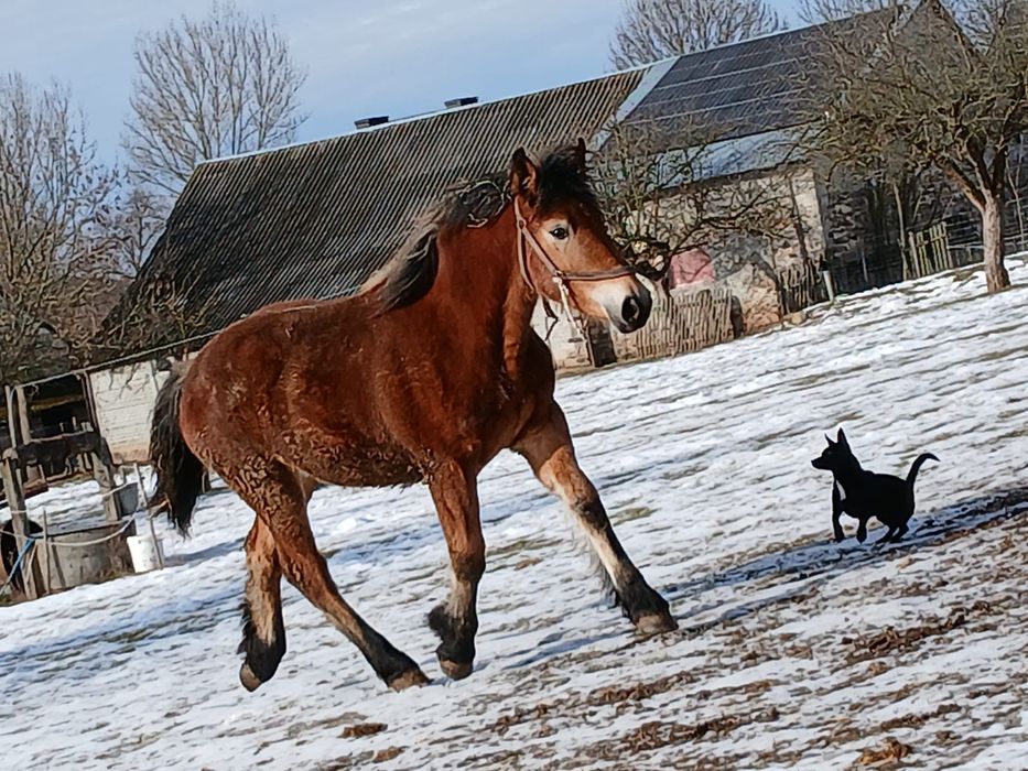 Klaczka dziesięciomiesięczna zimnokrwista