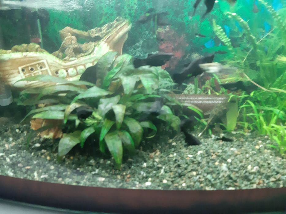 Молінезії (молодь)