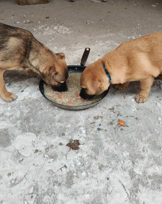 Pieski szukają domu