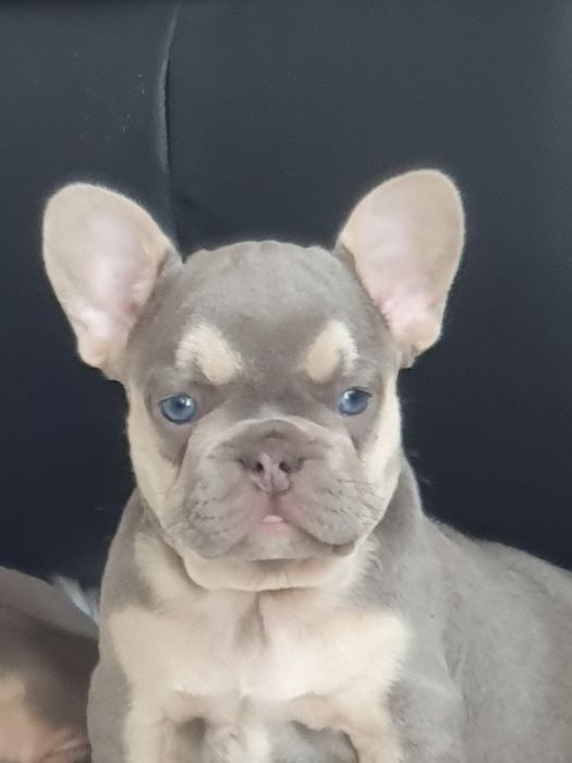 Buldog francuski/Elegandzkie dziewczynki