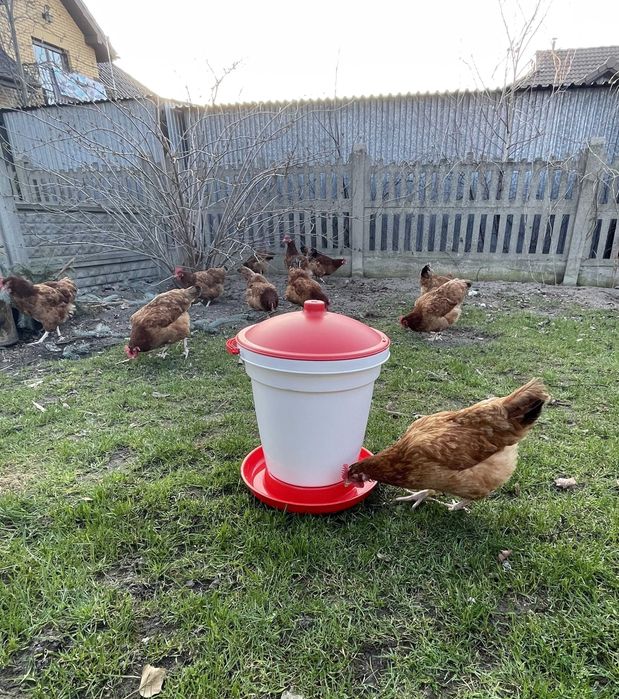 Poidło wiadrowe 24l dla drobiu automatyczne z uchwytem