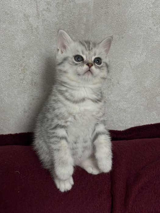 Кошенята до свята