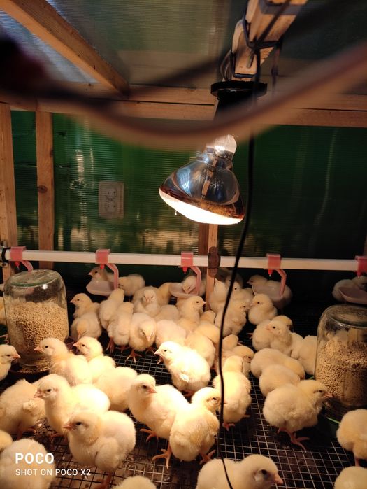 На 14.02.26 добові несучка R3А