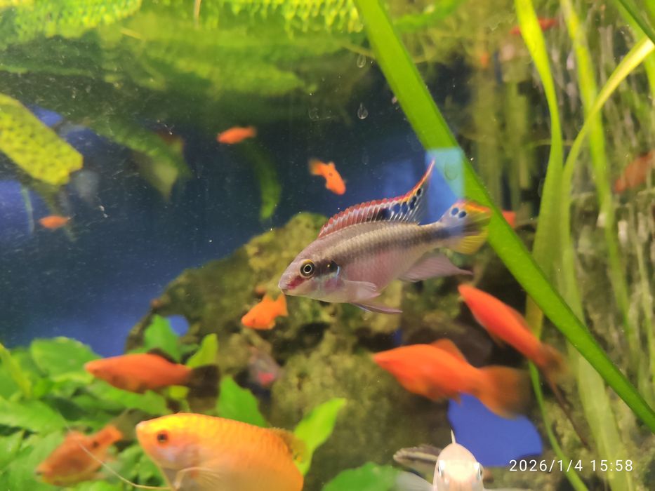 Акваріумні рибки