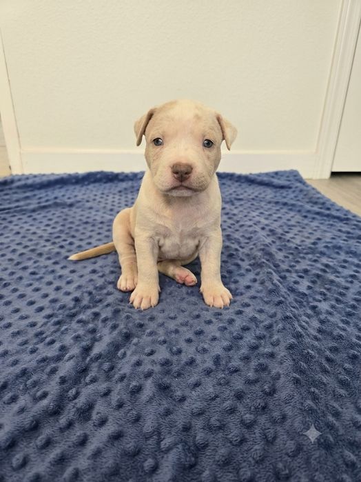 Piękna suczka American Bully XL