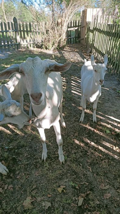 Кози Зааненської породи