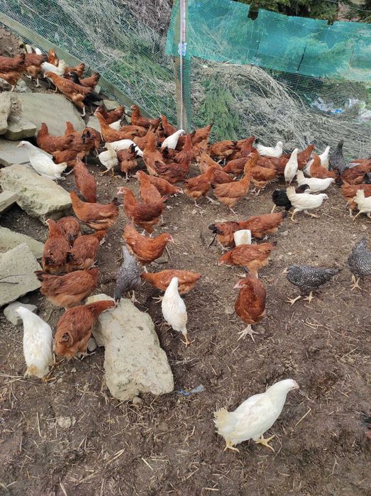 Młode Piękne kokoszki 17 tygodniowe