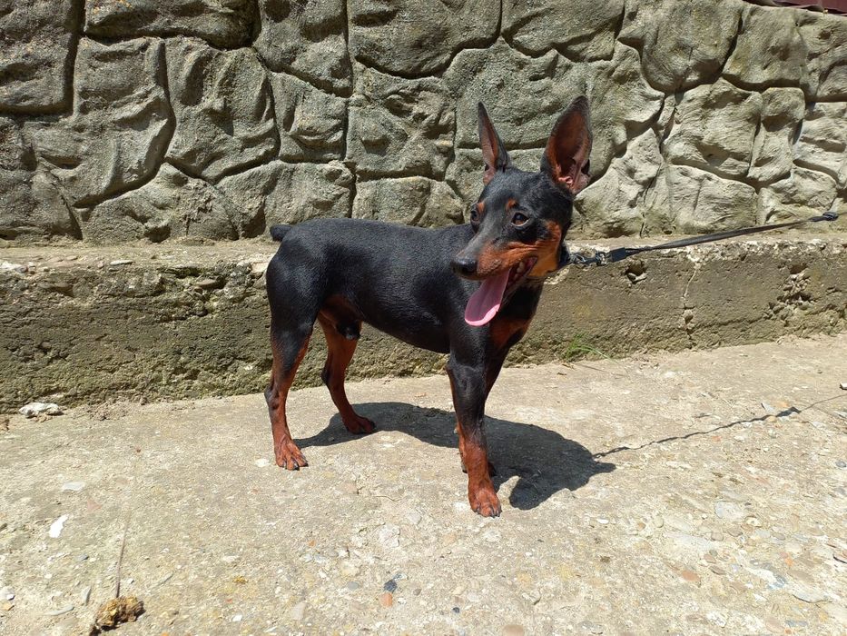 В'язка карликовий пінчер