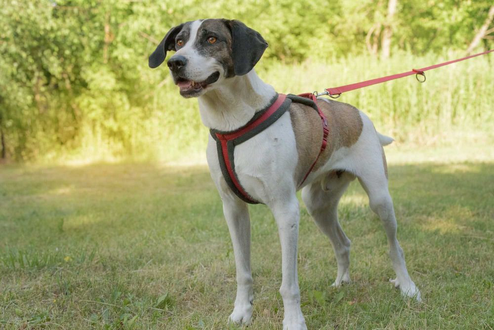 Karl - duży, aktywny w typie pointera