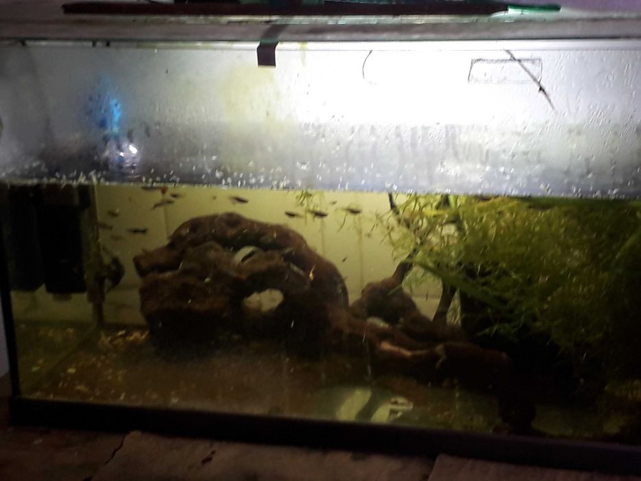 Aquário completo e comunidade Guppys