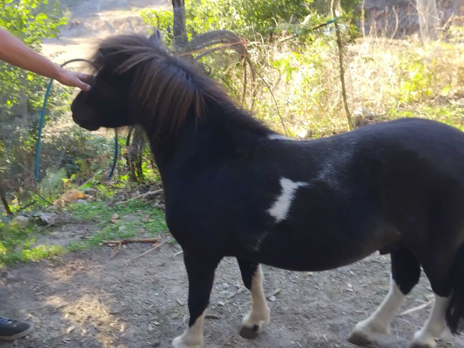 Animais cavalos e póneis