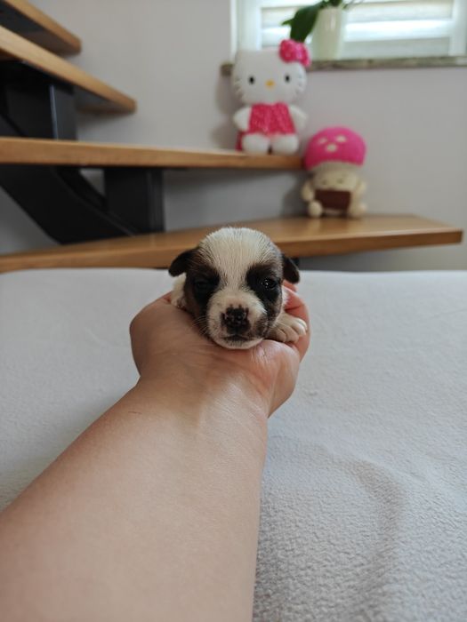 Jack Russell Terrier suczka