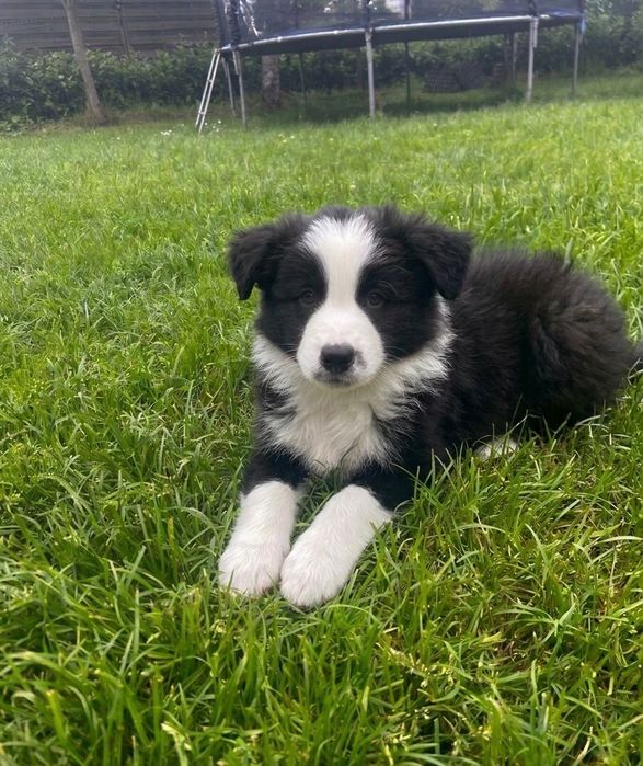 Border collie FCI/ZKwP czarno- biały piesek