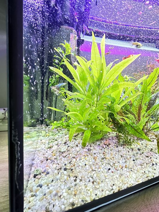 Sprzedam zestaw roślin i małych rybek.