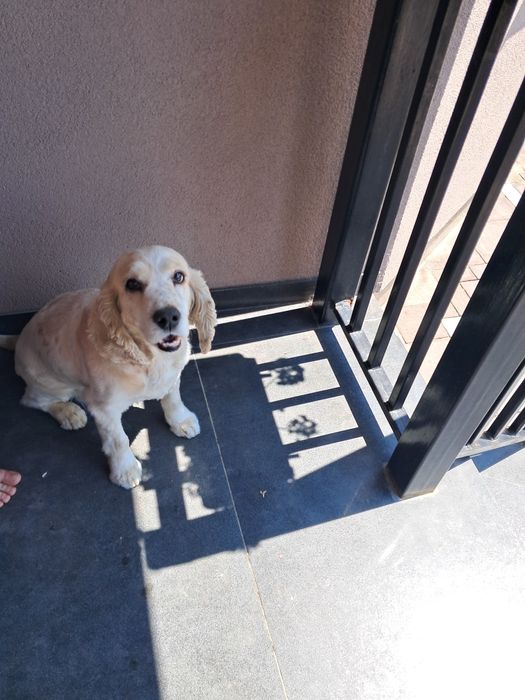 В'язка, гарний хлопчик кокер спаніель !!!