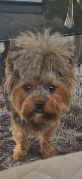 Yorkshirre terrier szczeniak  rezerwacja