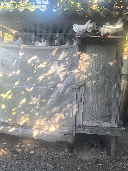 Pombos de leque brancos