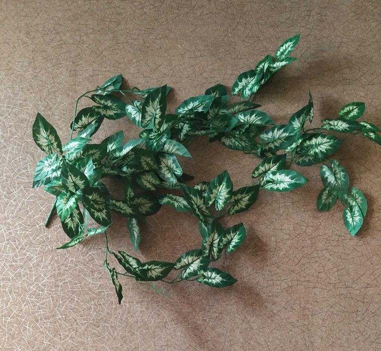 Традесканция фиолетовая,ампельная традесканция