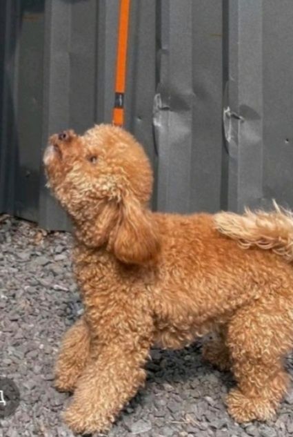 Пудель дікчинка 5 років