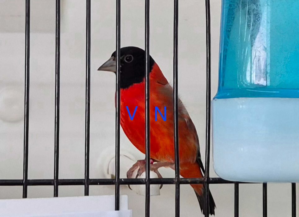 Carduelis Magellanica