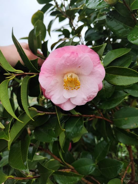 Camélias entre 1.8 metros e 3 metros