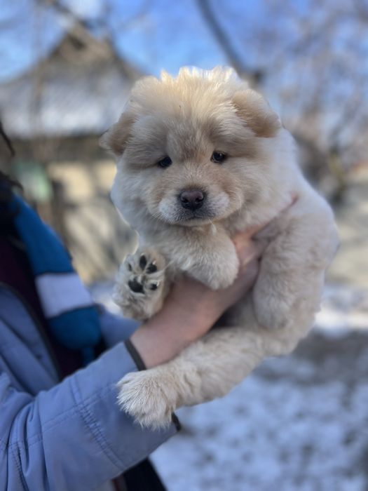 Хлопчик .Доставка!