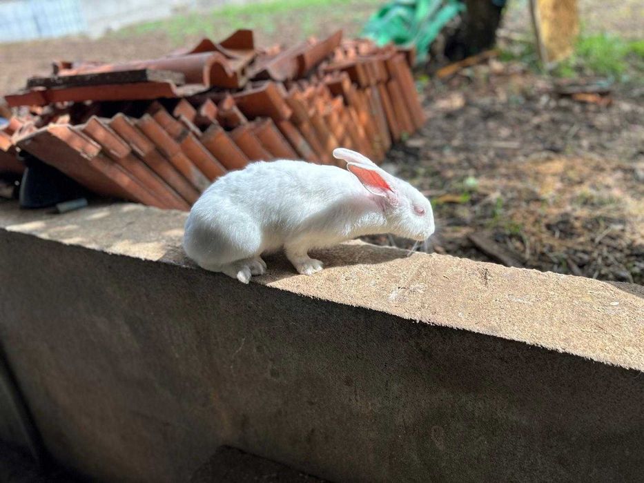 coelhos caseiros