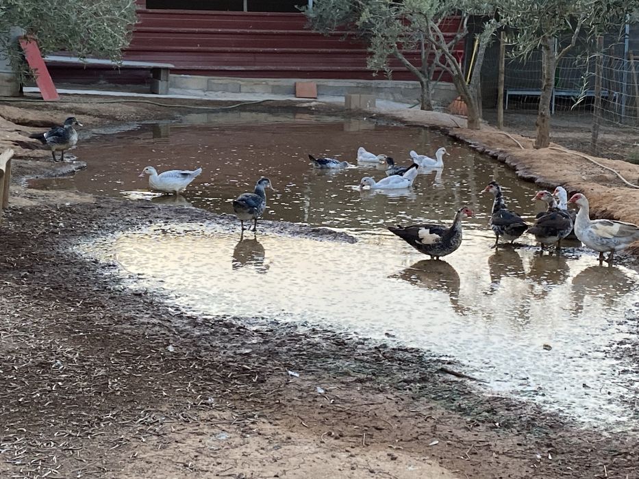 Patos mudos varias idades