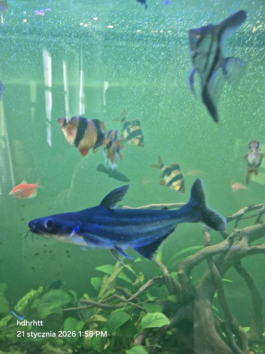 Sumik rekini zmieni akwarium