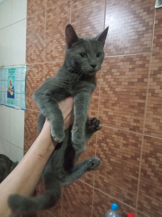 Кіт. Киця. Кошеня.