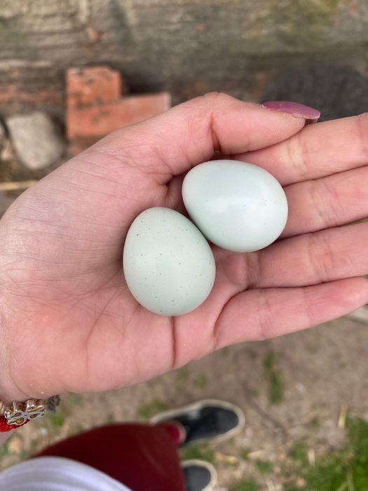 Codornizes Celadon